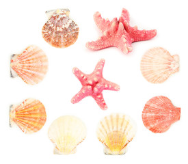 Sea shells isolated on a white, collage