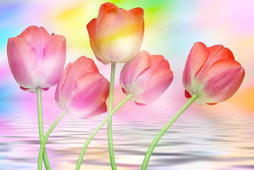 Tulip flowers close up