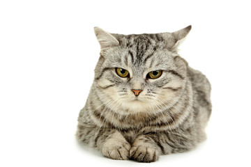 Fototapeta premium Beautiful cat isolated on a white