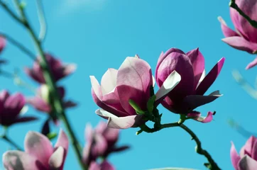 Papier Peint photo Lavable Magnolia Blossoming of magnolia flowers in spring time
