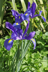 Iris bleu de Hollande