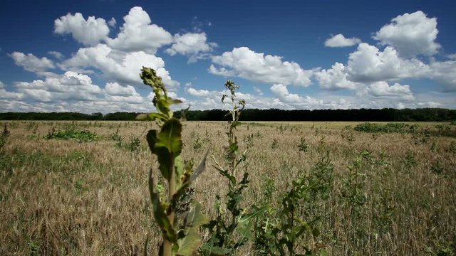 The wheat field overgrown with weeds