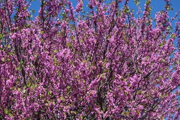Fototapeta premium Arbre de Judée en fleurs