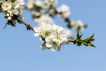 Obraz premium Sour cherry tree flowers