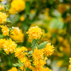 Kerria japonica, japanese rose
