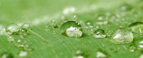 Gouttes d'eau sur une feuille