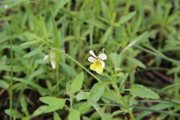 Fototapeta premium lonely wild pansy flower