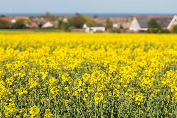 Yellow rapeseed in a field in Whitstable, kent, Uk