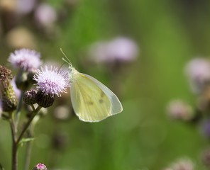 Beautiful butterfly sitting on plant