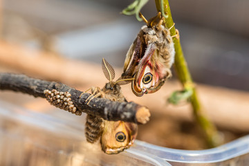 schmetterlingsmännchen