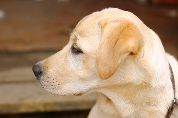 emotional portrait labrador retriever close up