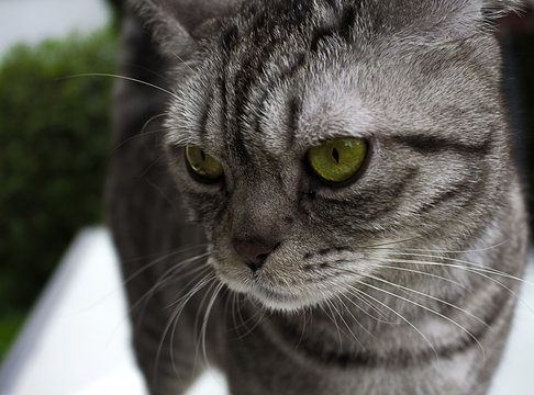 Katze Matriz