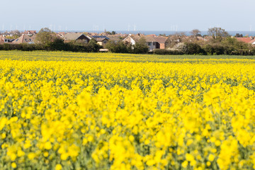 Rapeseed field, Whitstable, Kent, UK looking over to the sea and the wind farm.