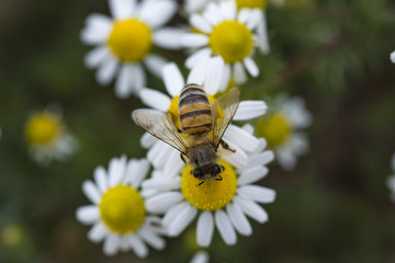 Bee And Flower