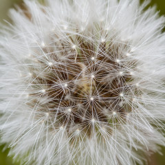 Obraz premium Dandelion abstract closeup