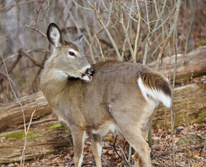 Image with a deer in the forest