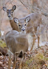 Very cute deer with the big black eyes