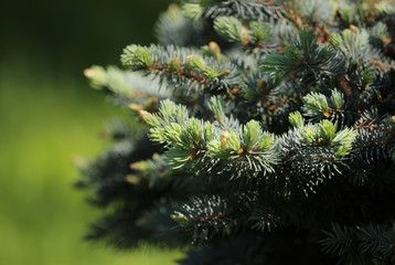 Pine tree