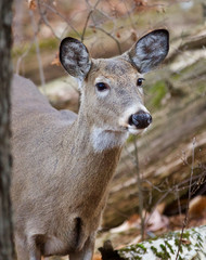 Beautiful photo of the cute deer in the forest