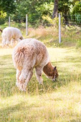 Alpaca in outdoor