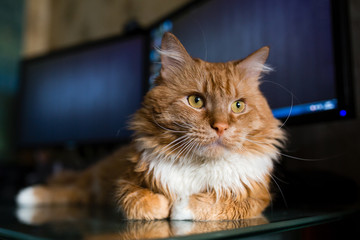 Red cat resting on the desktop