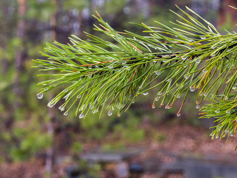 Water drops on pine needles over blurred background