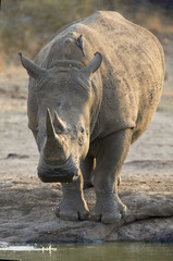 Obraz premium Lone white rhino bull standing at edge of a lake to drink