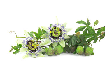 Passiflora isolata su sfondo bianco
