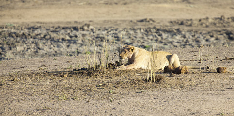 Lioness lying on sand in ambush looking alert