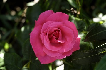 Rosa