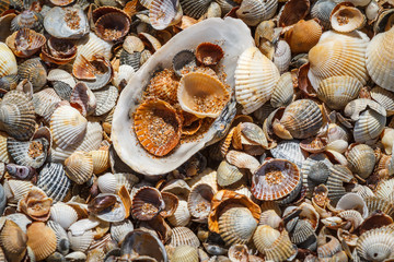  Many sea shells on a beach summer background.