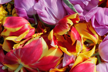 Fototapeta na wymiar background cut wilted tulips