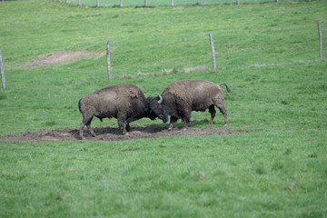 Rangordnung, 2 Bisonbullen im Kampf