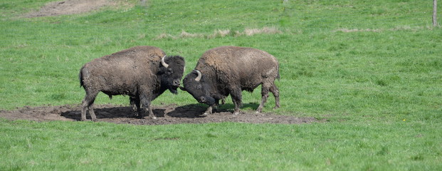 The final fight, 2 bison bulls fighting