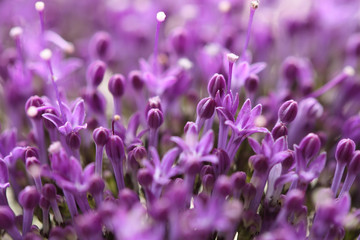 Obrazy na Szkle  Fioletowe kwiaty na rozmytym tle z boke