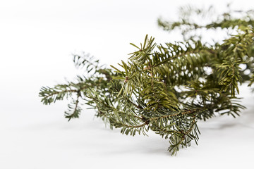 Shallow Focus on Douglas Fir Tree Branch