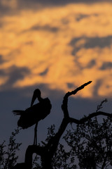 Fototapeta na wymiar Silhouette of marabou stork on dead tree at sunset