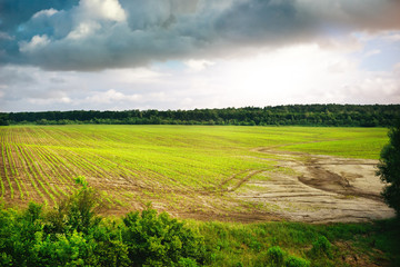 Green field of spring grass and forest