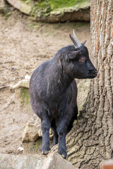 Baby pygmy goat