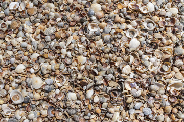  Many sea shells on a beach summer background.