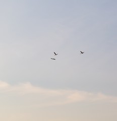 Cranes flying on blue sky background