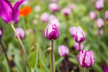 Obraz na płótnie Canvas Spring flowers tulips in the garden