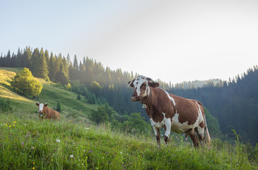 Green meadow in mountains and cows