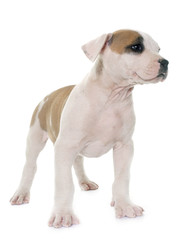 puppy american bulldog