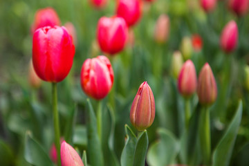 Spring flowers tulips in the garden