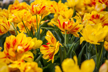 Spring flowers tulips in the garden