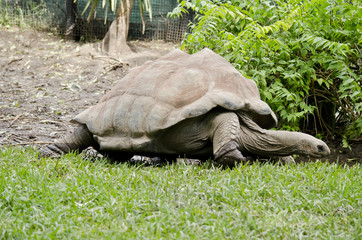 Fototapeta premium giant tortoise