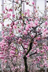 Plaid avec motif Magnolia Blooming magnolia