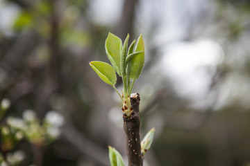 floral spring background branch