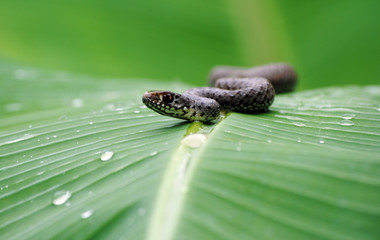 cobra